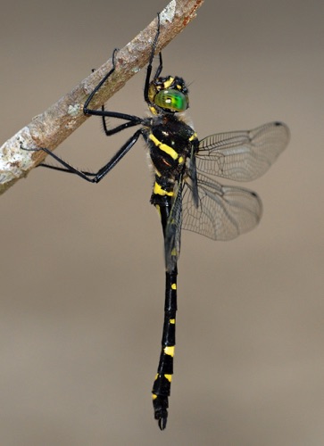 Male (posed)
2008_05_31_Rabun